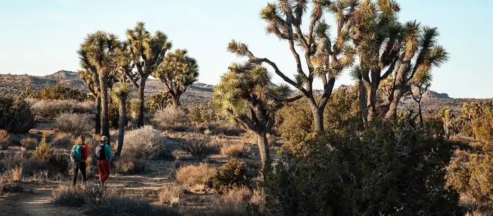 A ridge at golden hour above the treeline