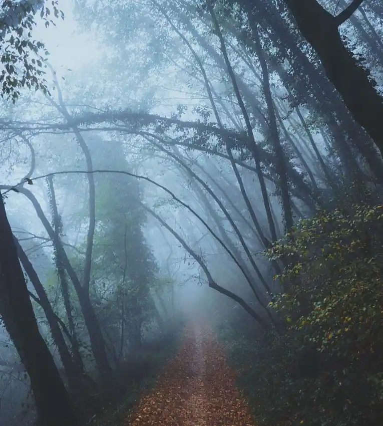 Misty forest at golden hour